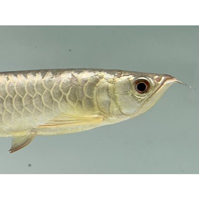 画像4: 過背金龍　FOREVER ArowanaAquaculture(7)