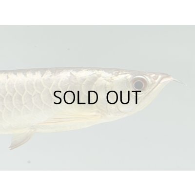 画像4: 過背金龍　FOREVER ArowanaAquaculture(7)