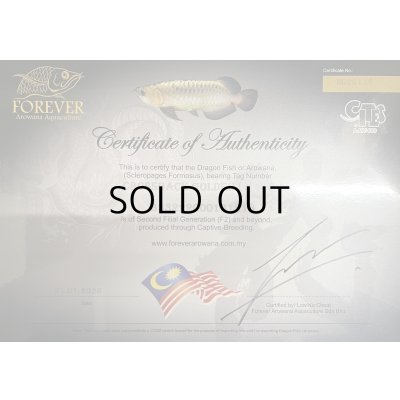 画像5: 過背金龍　FOREVER ArowanaAquaculture(7)