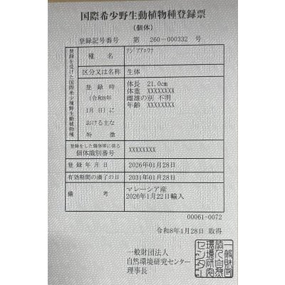 画像6: 過背金龍レディアンスゴールド　FOREVER ArowanaAquaculture(5)