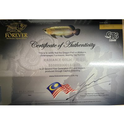 画像5: 過背金龍レディアンスゴールド　FOREVER ArowanaAquaculture(5)