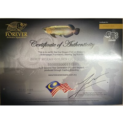 画像5: 過背金龍ブキメラゴールデン　FOREVER ArowanaAquaculture(1)