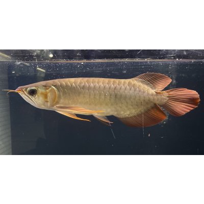 画像1: 紅龍　EXTREME RED★★★★【1】