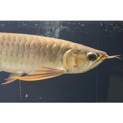 画像4: 紅龍　EXTREME RED★★★★【1】