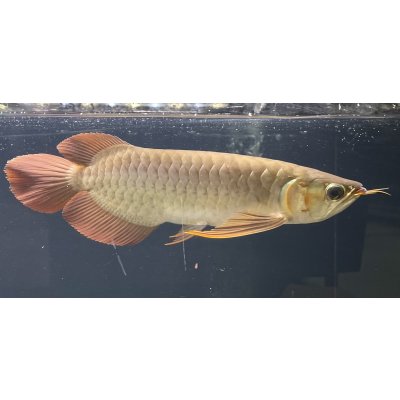 画像2: 紅龍　EXTREME RED★★★★【1】