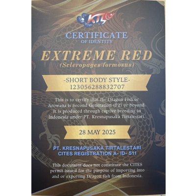 画像5: 紅龍　EXTREME REDショートボディスタイル(2)