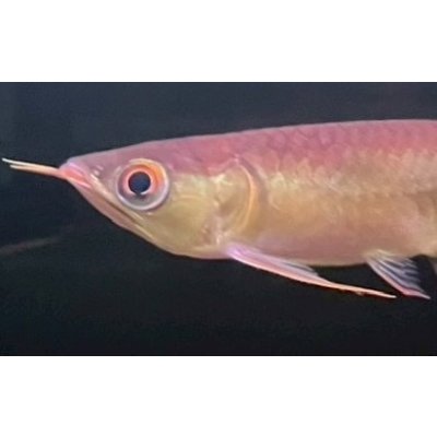 画像3: 紅龍　EXTREME REDショートボディスタイル(2)