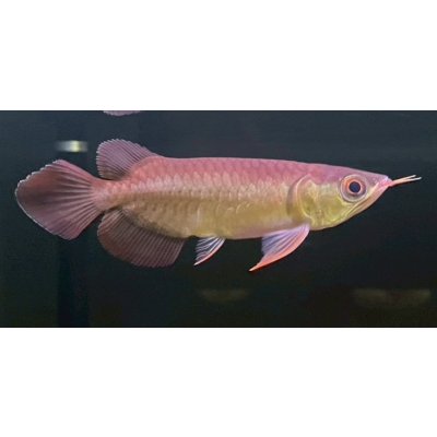 画像2: 紅龍　EXTREME REDショートボディスタイル(2)