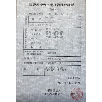 画像6: 紅龍　EXTREME REDショートボディスタイル(2)