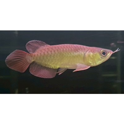 画像2: 紅龍　EXTREME REDショートボディスタイル(1)