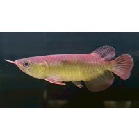 紅龍　EXTREME REDショートボディスタイル(2)