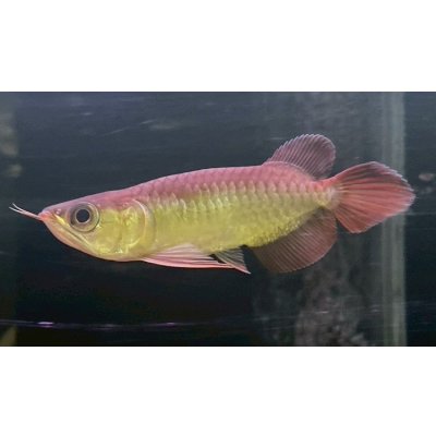 画像1: 紅龍　EXTREME REDショートボディスタイル(1)