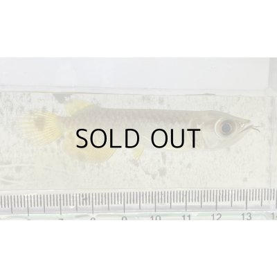 画像2: 過背金龍 ピンポイント国内繁殖個体【親】インディゴブルー×インディゴブルー　ピンポイント国内繁殖個体(3)