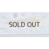 過背金龍 ピンポイント国内繁殖個体【親】インディゴブルー×インディゴブルー　ピンポイント国内繁殖個体(4)