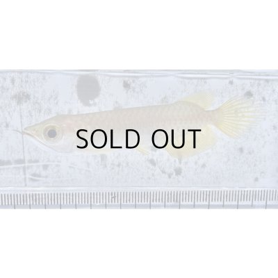 画像1: 過背金龍 ピンポイント国内繁殖個体【親】インディゴブルー×インディゴブルー　ピンポイント国内繁殖個体(4)