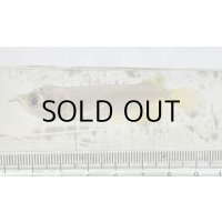 過背金龍 ピンポイント国内繁殖個体【親】インディゴブルー×インディゴブルー　ピンポイント国内繁殖個体(2)