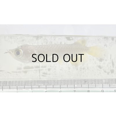 画像1: 過背金龍 ピンポイント国内繁殖個体【親】インディゴブルー×インディゴブルー　ピンポイント国内繁殖個体(2)