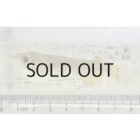 過背金龍 ピンポイント国内繁殖個体【親】インディゴブルー×インディゴブルー　ピンポイント国内繁殖個体(1)