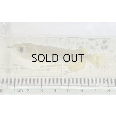 画像1: 過背金龍 ピンポイント国内繁殖個体【親】インディゴブルー×インディゴブルー　ピンポイント国内繁殖個体(1)