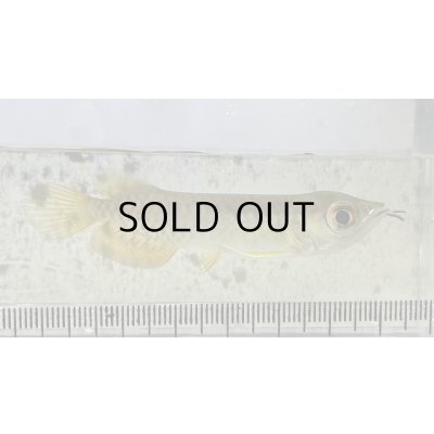 画像2: 過背金龍 ピンポイント国内繁殖個体【親】インディゴブルー×インディゴブルー　ピンポイント国内繁殖個体(1)