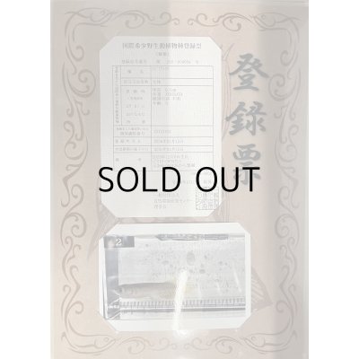 画像3: 過背金龍 ピンポイント国内繁殖個体【親】インディゴブルー×インディゴブルー　ピンポイント国内繁殖個体(2)