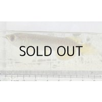 過背金龍 ピンポイント国内繁殖個体【親】インディゴブルー×インディゴブルー　ピンポイント国内繁殖個体(3)