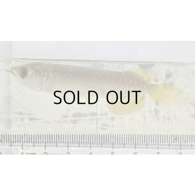 画像1: 過背金龍 ピンポイント国内繁殖個体【親】インディゴブルー×インディゴブルー　ピンポイント国内繁殖個体(3)