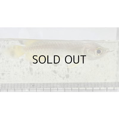 画像2: 過背金龍 ピンポイント国内繁殖個体【親】インディゴブルー×インディゴブルー　ピンポイント国内繁殖個体(2)