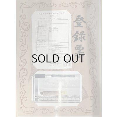 画像3: 過背金龍 ピンポイント国内繁殖個体【親】インディゴブルー×インディゴブルー　ピンポイント国内繁殖個体(1)