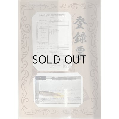 画像3: 過背金龍 ピンポイント国内繁殖個体【親】インディゴブルー×インディゴブルー　ピンポイント国内繁殖個体(4)