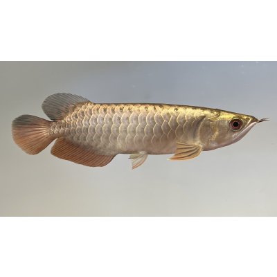 画像2: 過背金龍レディアンスゴールド　FOREVER ArowanaAquaculture(5)