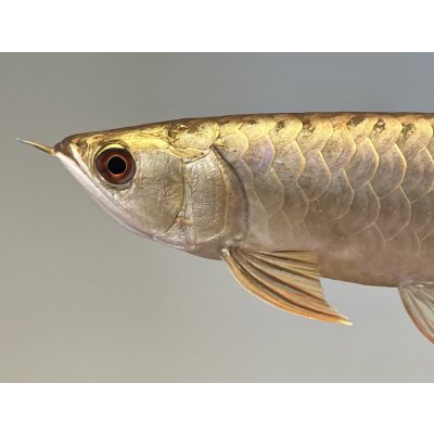 画像3: 過背金龍レディアンスゴールド　FOREVER ArowanaAquaculture(5)