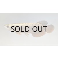 過背金龍レディアンスゴールド　FOREVER ArowanaAquaculture(5)