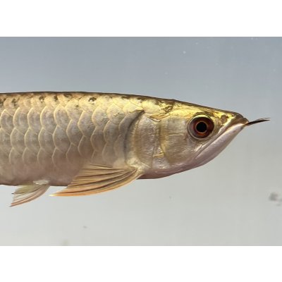 画像4: 過背金龍レディアンスゴールド　FOREVER ArowanaAquaculture(5)