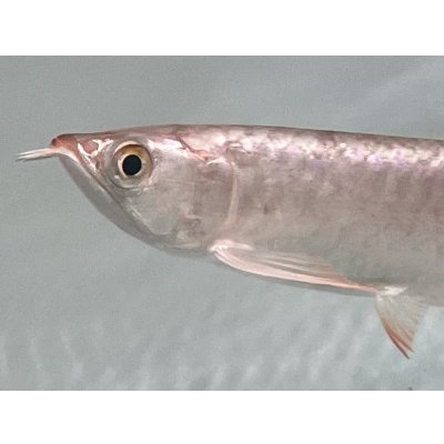 画像3: 紫紅金龍　FOREVER ArowanaAquaculture(1)