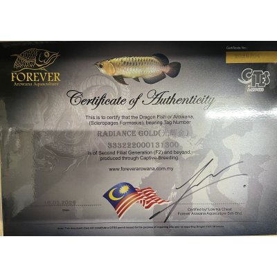 画像5: 過背金龍レディアンスゴールド　FOREVER ArowanaAquaculture(1)
