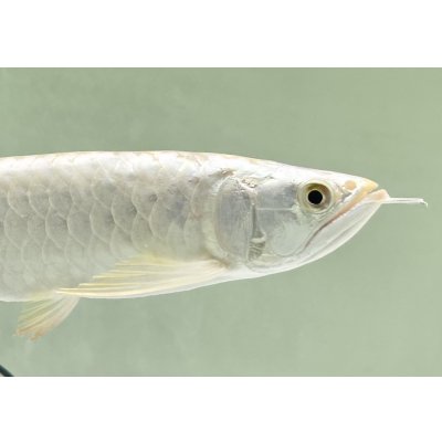 画像4: 過背金龍レディアンスゴールド　FOREVER ArowanaAquaculture(6)