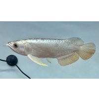 過背金龍レディアンスゴールド　FOREVER ArowanaAquaculture(1)