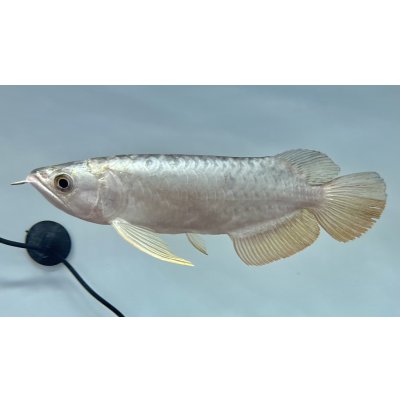 画像1: 過背金龍レディアンスゴールド　FOREVER ArowanaAquaculture(1)