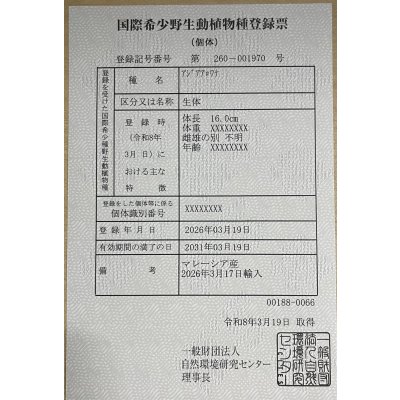 画像6: 紫紅金龍　FOREVER ArowanaAquaculture(2)