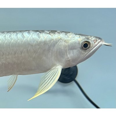 画像4: 過背金龍レディアンスゴールド　FOREVER ArowanaAquaculture(1)