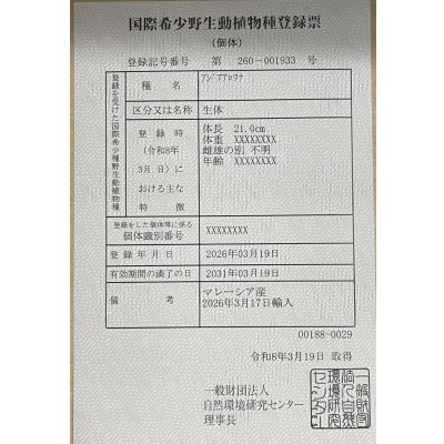 画像6: 過背金龍レディアンスゴールド　FOREVER ArowanaAquaculture(6)