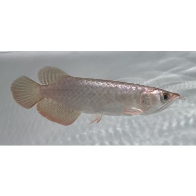 画像2: 紫紅金龍　FOREVER ArowanaAquaculture(1)