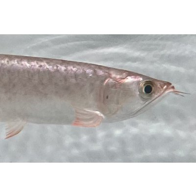 画像4: 紫紅金龍　FOREVER ArowanaAquaculture(1)