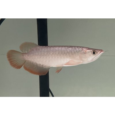 画像2: 紫紅金龍　FOREVER ArowanaAquaculture(2)