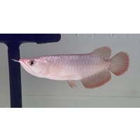 紫紅金龍　FOREVER ArowanaAquaculture(2)