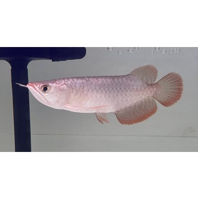 画像1: 紫紅金龍　FOREVER ArowanaAquaculture(2)