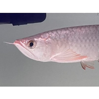 画像3: 紫紅金龍　FOREVER ArowanaAquaculture(2)