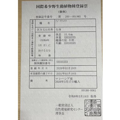 画像6: 紫紅金龍　FOREVER ArowanaAquaculture(1)