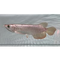 紫紅金龍　FOREVER ArowanaAquaculture(1)